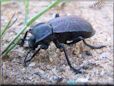 large black stink bug
