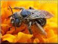 brown mining ground bee