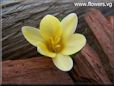 white yellow crocus flower