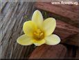 white yellow crocus flower