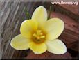 white yellow crocus flower