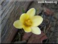 white yellow crocus flower