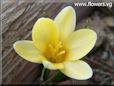 white yellow crocus flower