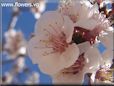 apricot flower blossom