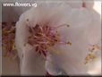 apricot flower blossom