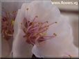 apricot flower blossom