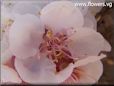 apricot flower blossom