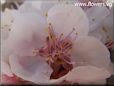 apricot flower blossom