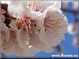 apricot flower blossom
