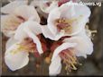 apricot flower blossom