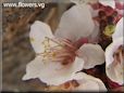apricot flower blossom