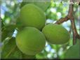 green apricot fruit