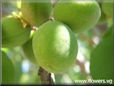 green apricot fruit