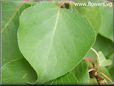 apricot leaf