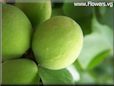 green apricot fruit