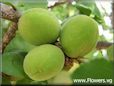 green apricot fruit