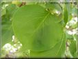 apricot leaf