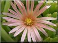 pink iceplant flower