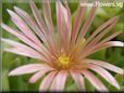 pink iceplant flower