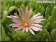 pink iceplant flower