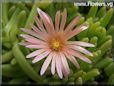 pink iceplant flower