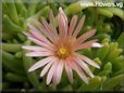 pink iceplant flower