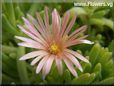 pink iceplant flower