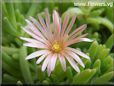 pink iceplant flower