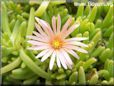 pink iceplant flower