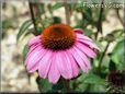 coneflower flower