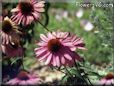 coneflower flowers