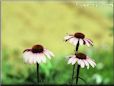coneflower pictures