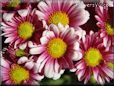 daisy flower pictures