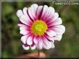 daisy flower picture