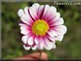 daisy flower picture