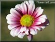 daisy flower picture