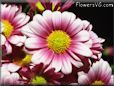 daisy flowers picture