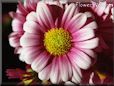 daisy flower picture