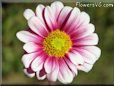 daisy flower picture