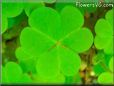 green clover pictures