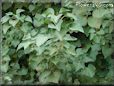 ivy pictures