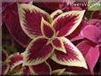 maroon white coleus pictures