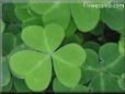 clover picture