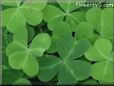 group of green clovers