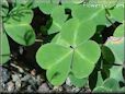 clover plant picture