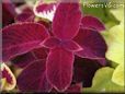 maroon coleus pictures