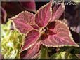 coleus plant picture