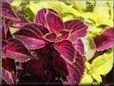 coleus plant picture