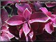coleus plant picture