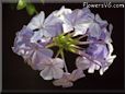 plumbago